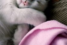 Bild von Böse Katze Bilder fürs handy