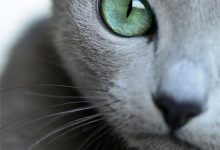 Bild von C For Cat Images Bilder fürs handy