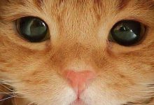 Bild von Cat And Dog Funny Images Bilder fürs handy