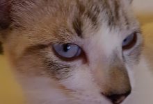 Bild von Cat Animal Images Bilder fürs handy