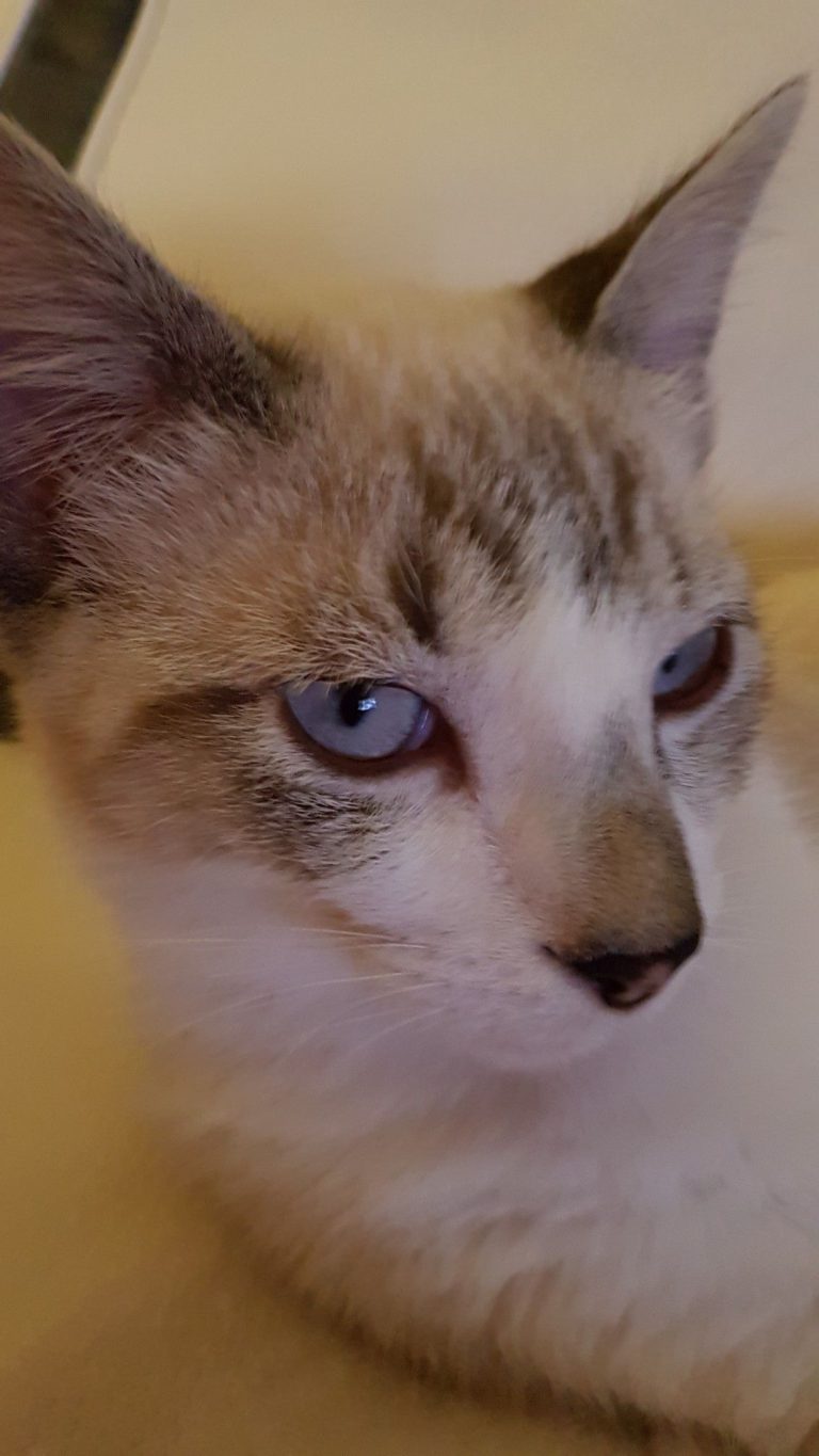 Cat Animal Images Bilder