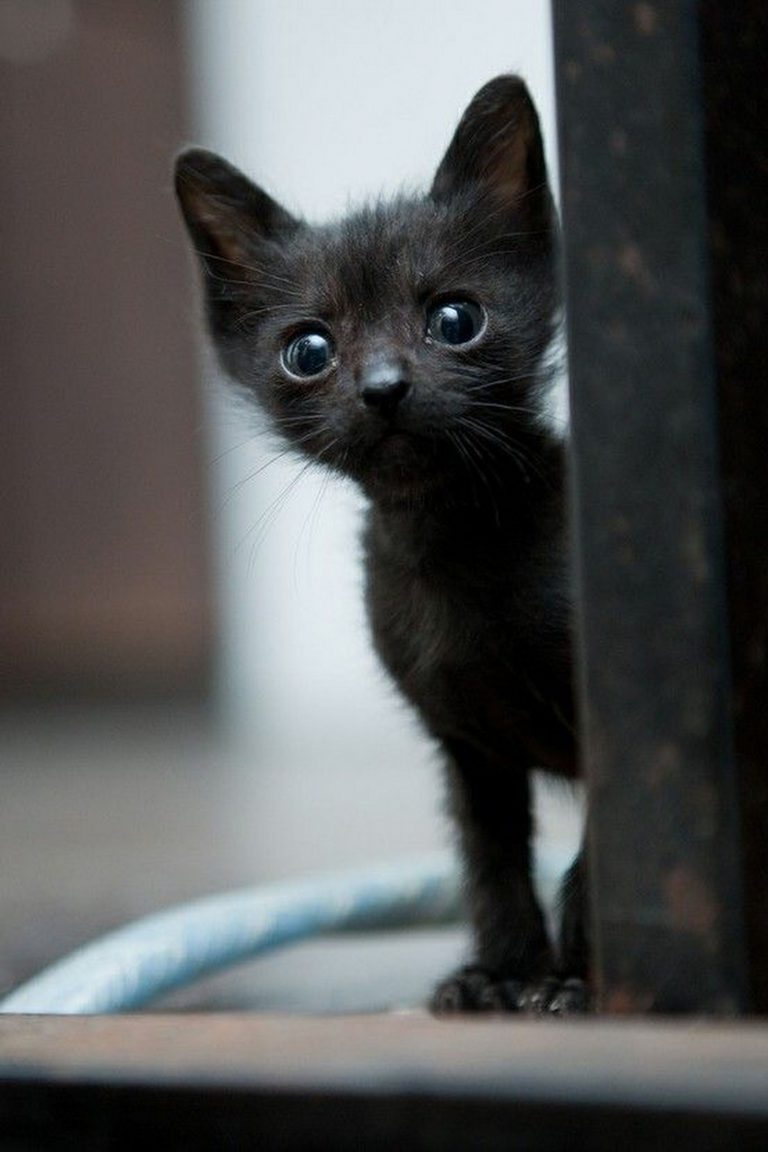 Cat Animal Pictures Bilder