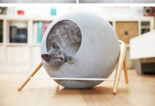 Bild von Cat Baby Pic Bilder fürs handy