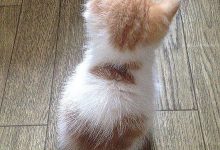 Bild von Cat Bilder fürs handy