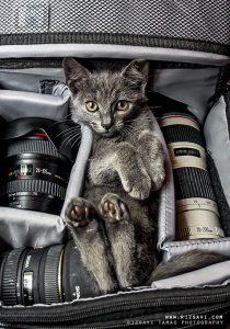 Cat Breeds With Pictures Bilder 210x300 - Maine Coon Katze