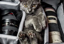 Bild von Cat Breeds With Pictures Bilder fürs handy