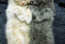 Bild von Cat Cat Pictures Bilder fürs handy