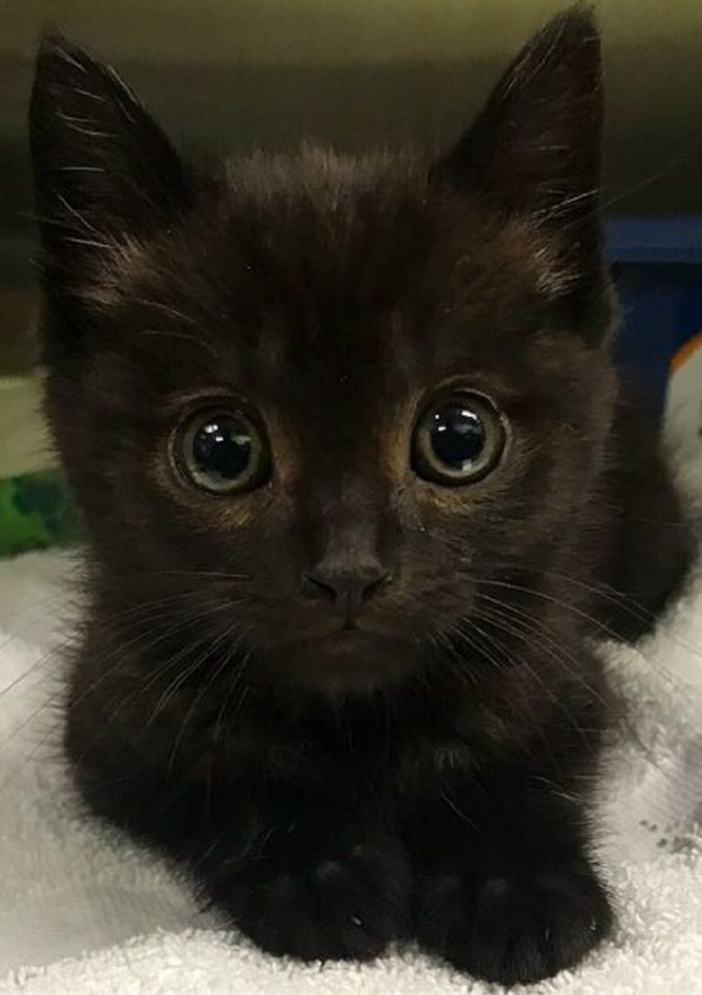 Cat Expressions Pictures Bilder
