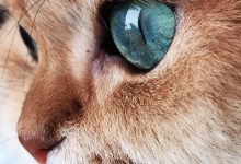 Bild von Cat Face Images Bilder fürs handy
