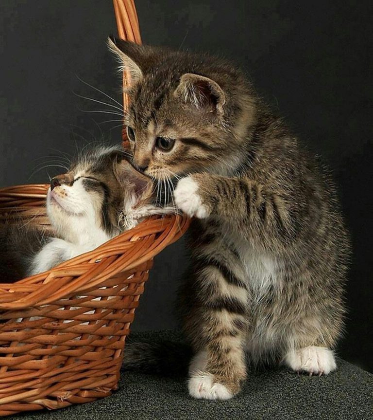 Cat Face Pictures Bilder
