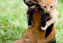 Bild von Cat Free Photo Bilder fürs handy