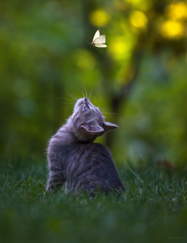 Cat Humor Pics Bilder