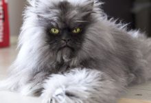Bild von Cat Image Gallery Bilder fürs handy