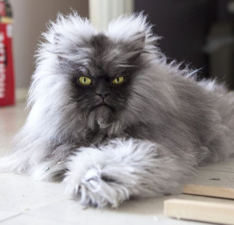 Cat Image Gallery Bilder