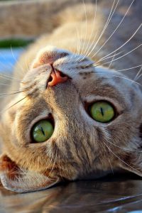 Cat Images Download Bilder 200x300 - Cute Kitten Pictures With Funny Captions Bilder