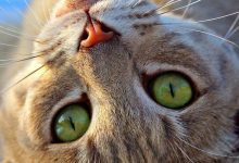 Bild von Cat Images Download Bilder fürs handy