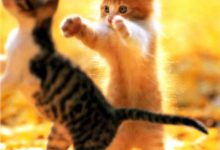 Bild von Cat Images Download Free Bilder fürs handy
