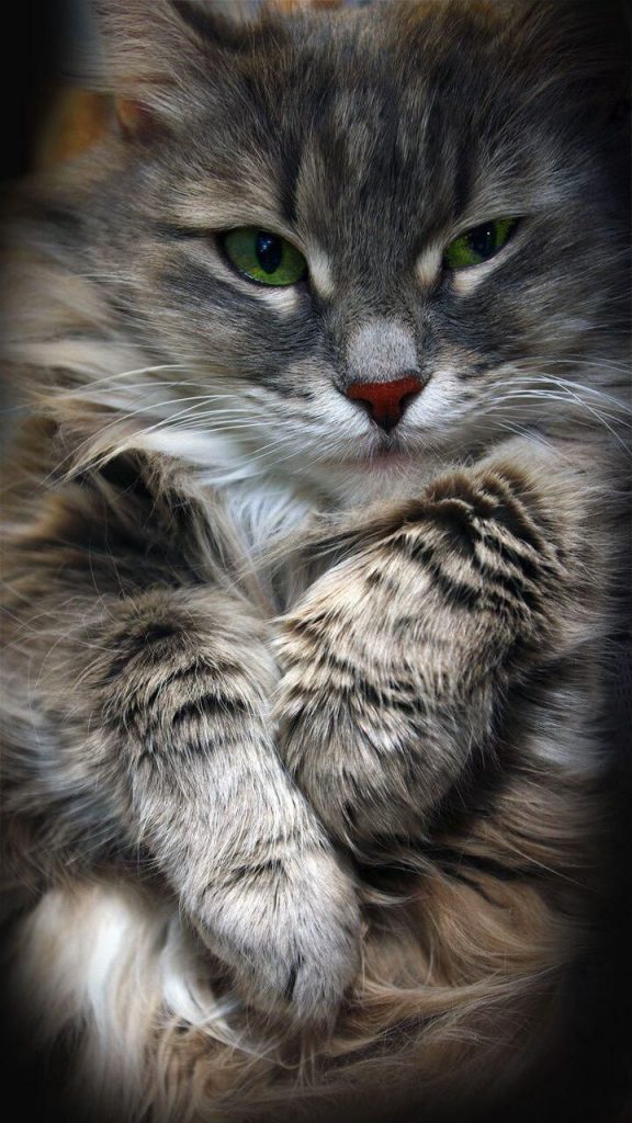 Süße Katzen Mit Sprüchen Bilder und Sprüche