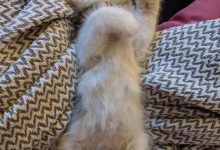 Bild von Cat Images Hd Bilder fürs handy