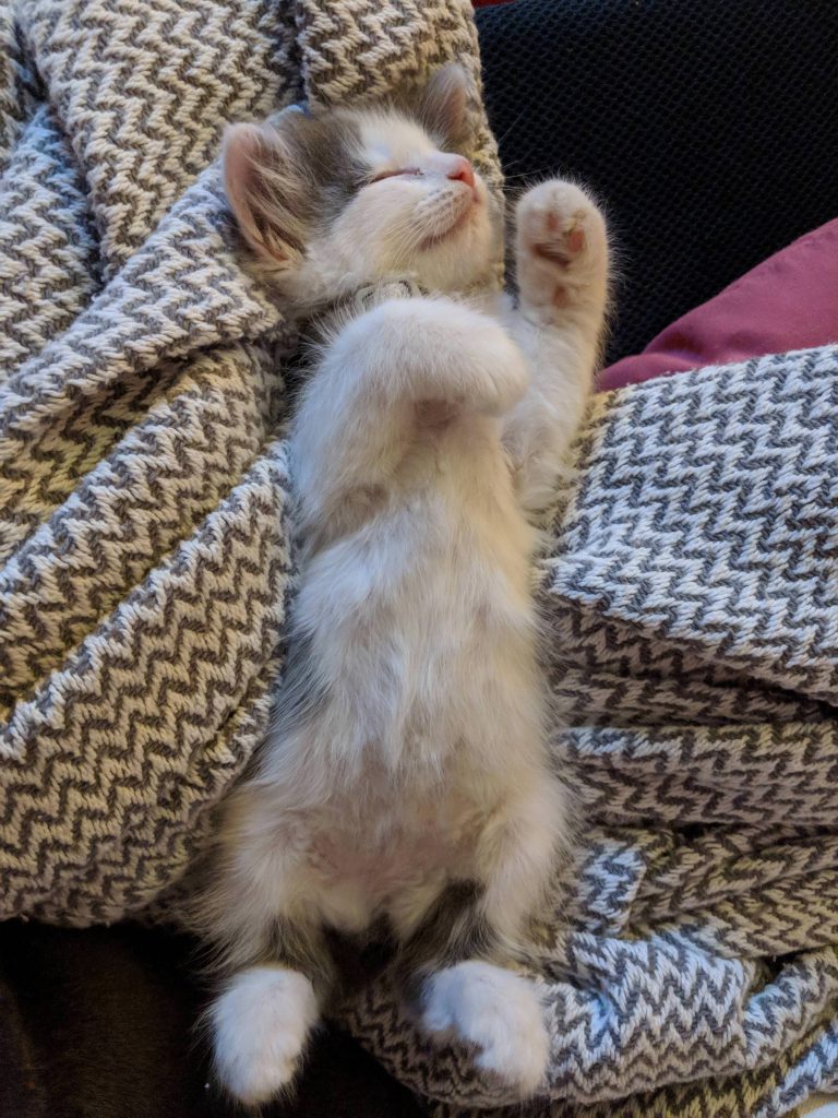Cat Images Hd Bilder