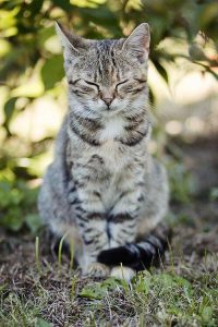 Cat Images Hd Free Download Bilder 200x300 - Silver Tabby