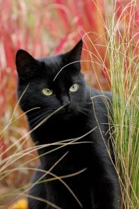 Cat Images With Captions Bilder 200x300 - Black Cat Images Free Bilder