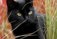 Bild von Cat Images With Captions Bilder fürs handy