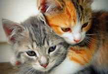 Bild von Cat Imegas Bilder fürs handy