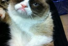 Bild von Cat In Photo Bilder fürs handy