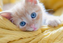 Bild von Cat Kitten Images Bilder fürs handy