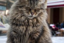 Bild von Cat Photo Captions Bilder fürs handy
