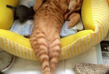 Bild von Cat Photos And Pictures Bilder fürs handy