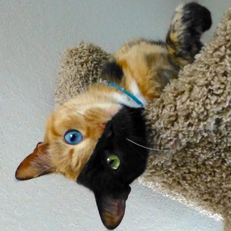 Cat Photos Gallery Bilder