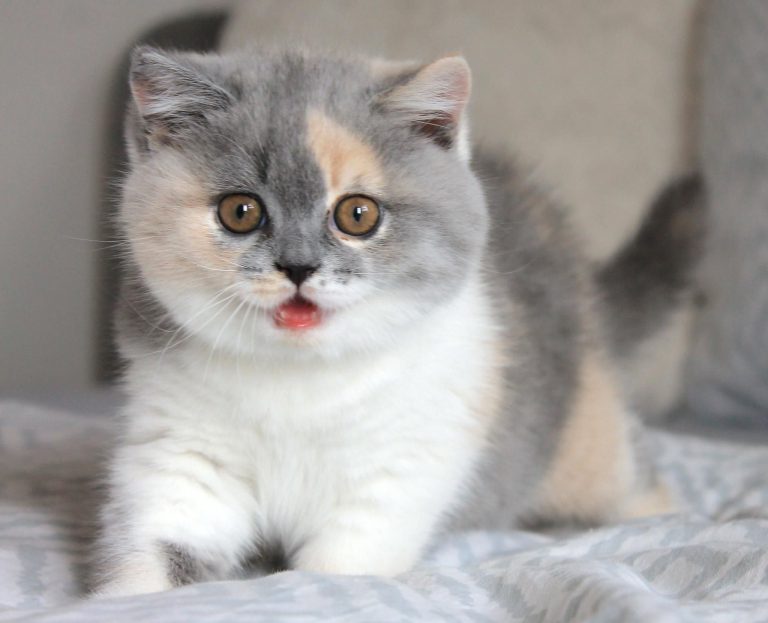 Cat Photoshoot Bilder
