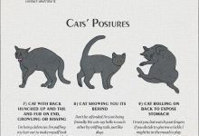 Bild von Cat Pick Bilder fürs handy