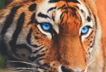 Bild von Cat Pics Hd Bilder fürs handy