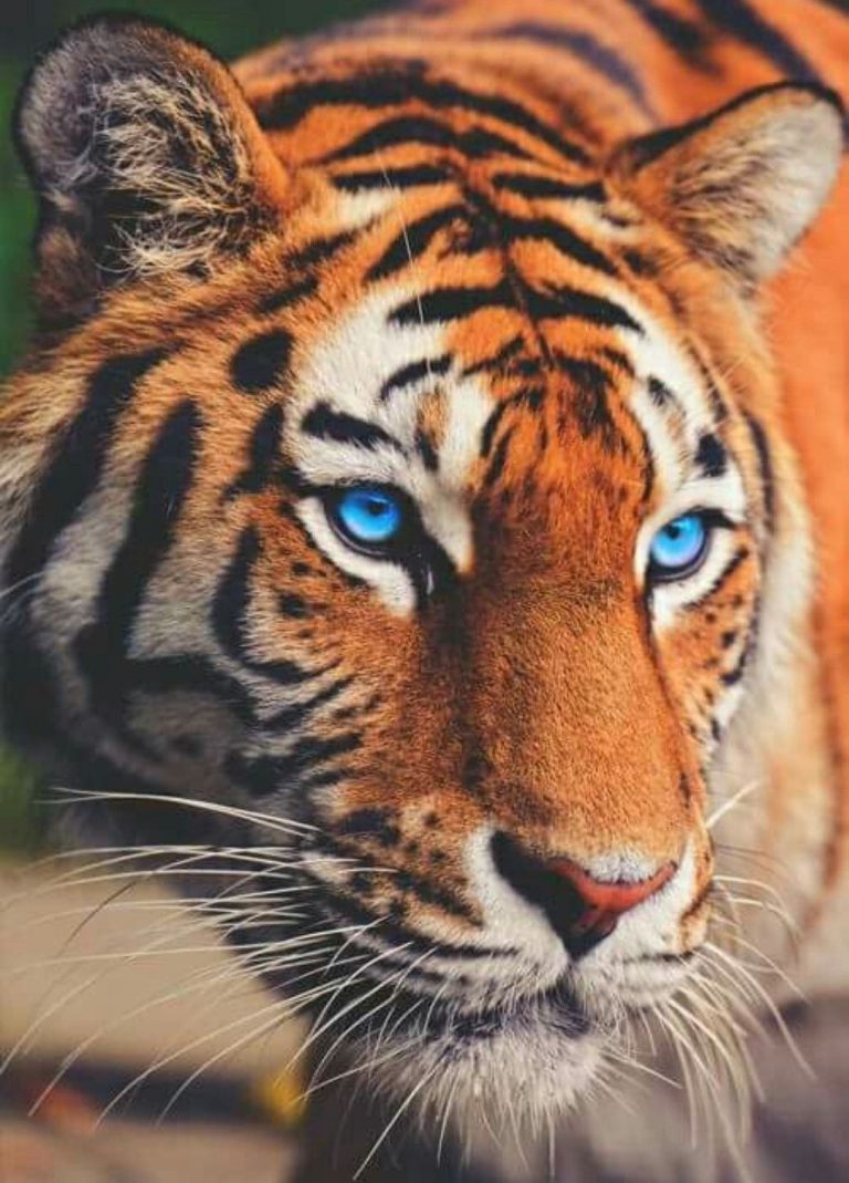 Cat Pics Hd Bilder