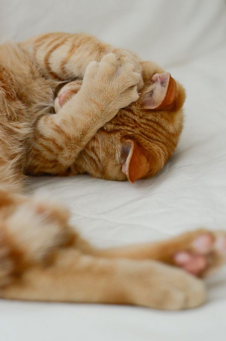 Cat Pics To Print Bilder
