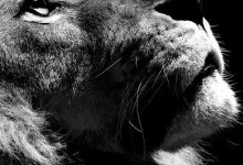 Bild von Cat Pics With Words Bilder fürs handy