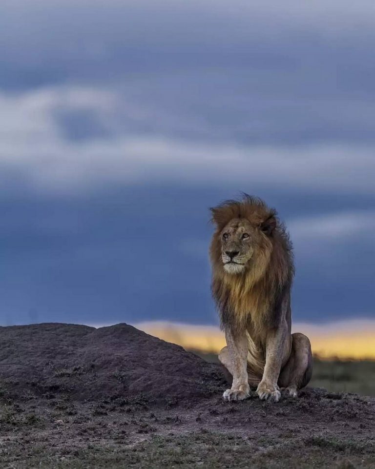 Cat Picture Hd Bilder