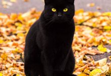 Bild von Cat Pictures For Kids Bilder fürs handy