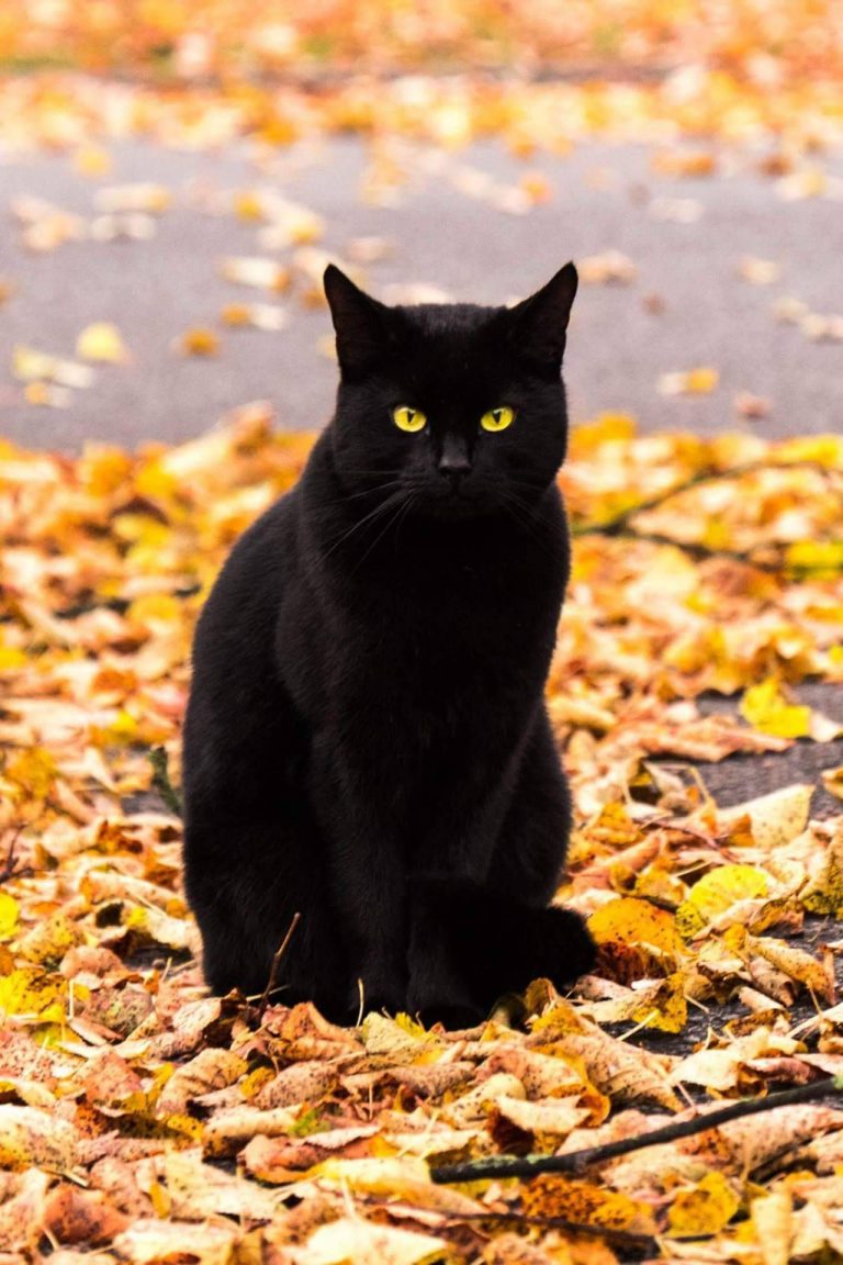 Cat Pictures For Kids Bilder