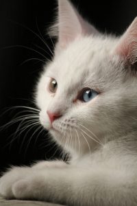 Cat Pictures Free Bilder 200x300 - Siamkatze Katzen Kaufen