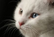 Bild von Cat Pictures Free Bilder fürs handy