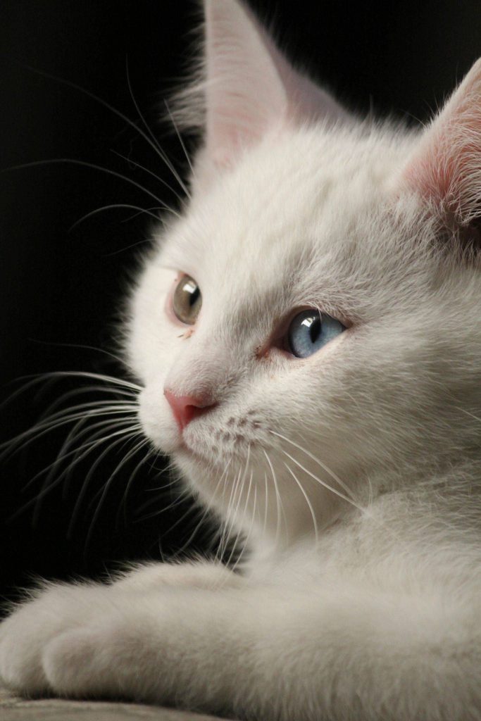 Süße Katzen Mit Sprüchen Bilder und Sprüche