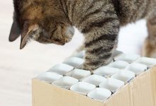 Bild von Cat Pictures Please Bilder fürs handy