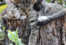Bild von Cat Pictures To Print Bilder fürs handy