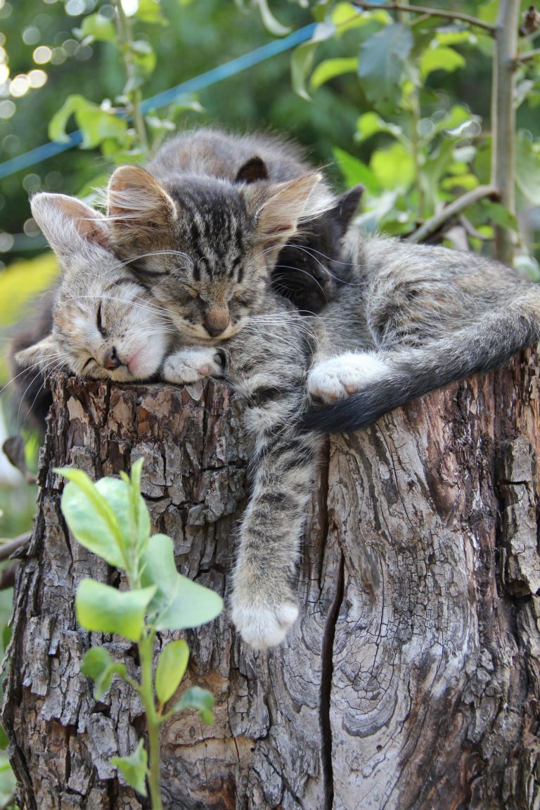 Cat Pictures To Print Bilder