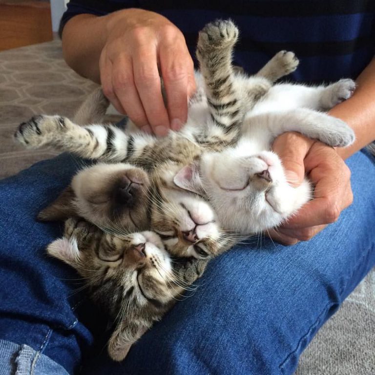 Cat Pictures With Quotes Bilder