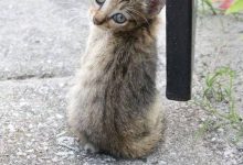 Bild von Cat Pix Bilder fürs handy